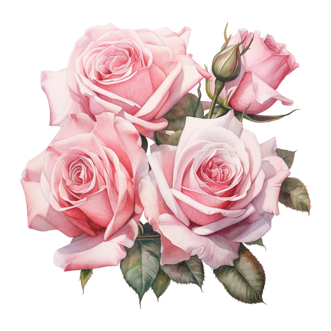 16 Pink Roses Clipart, Roses Bouquet, Printable Watercolor Clipart ...