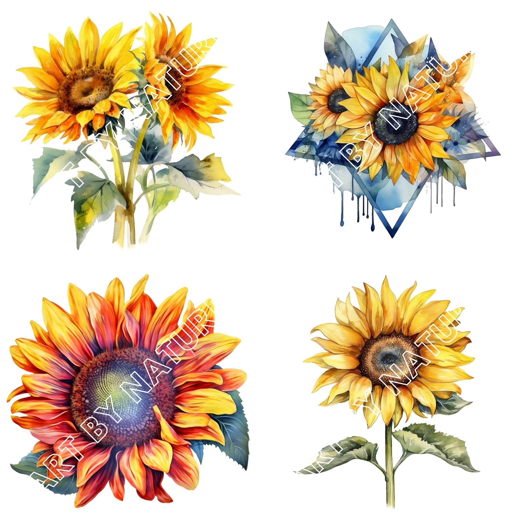 Sunflower Watercolor Clipart - Fall Sunflowers in PNG Format Instant ...