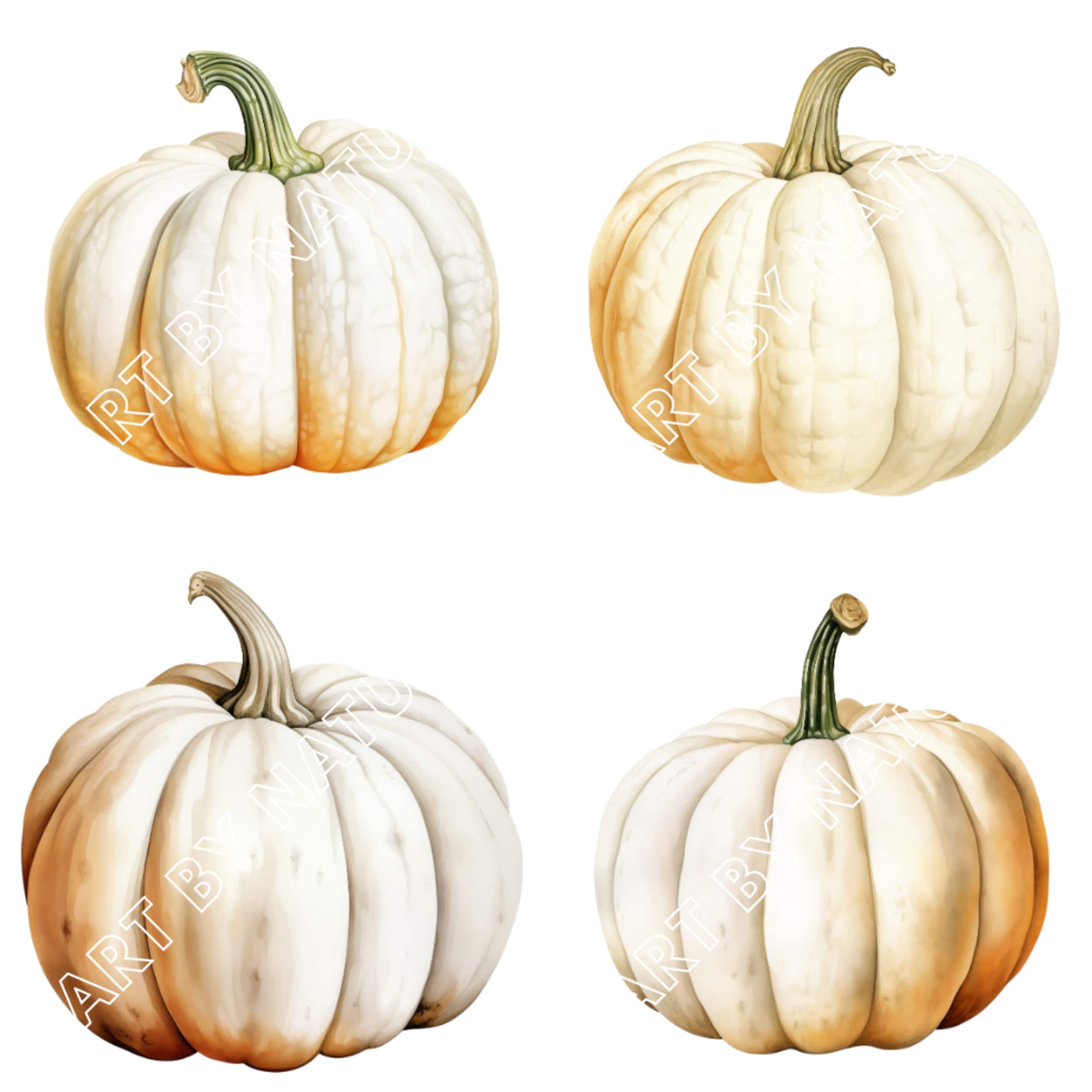 Watercolor White Pumpkin Clipart: Autumn PNG Graphics (digital Download ...