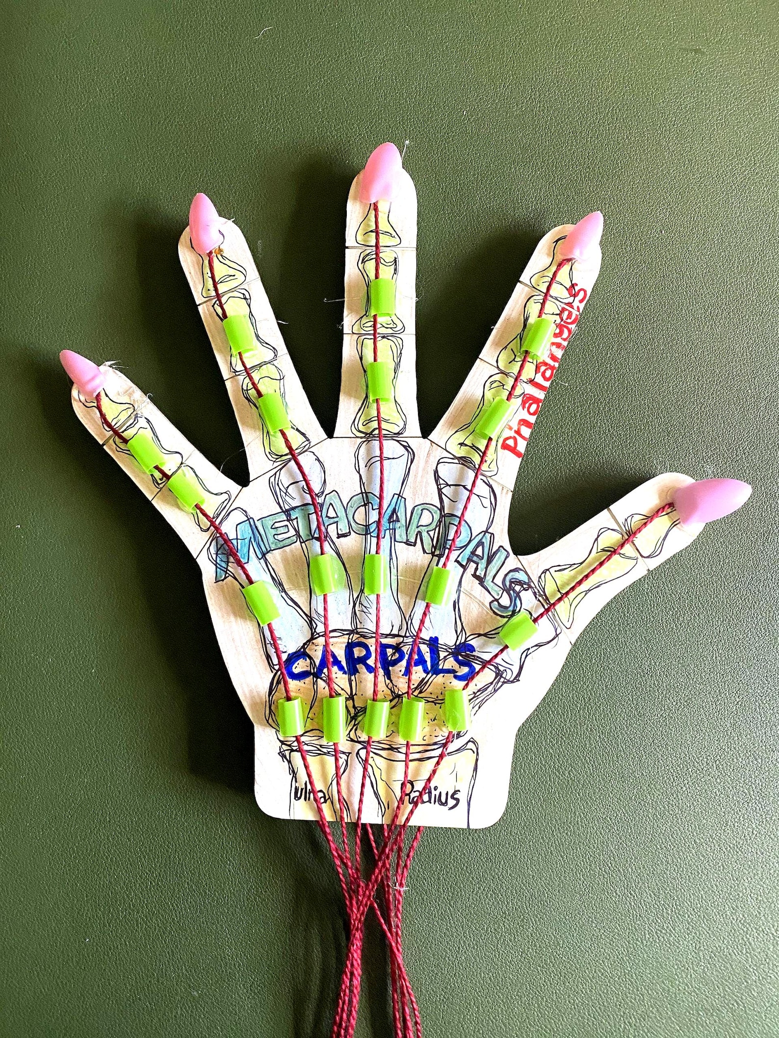 DIY Articulated Hand Model Kit – STEM Educational for Students - Etsy