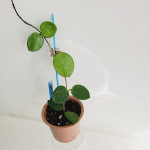 May include: A Hoya plant with thick, succulent, oval-shaped green leaves featuring light speckling. The plant is potted in a small, round, light brown plastic container and is supported by a thin blue plastic stake and a small beige flower-shaped clip.