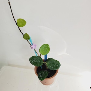 May include: A Hoya plant in a small terracotta-coloured pot with a long, thin vine extending upwards. The plant features thick, dark green, heart-shaped leaves with light speckling, a light purple flower-shaped clip, and a blue plastic plant marker.