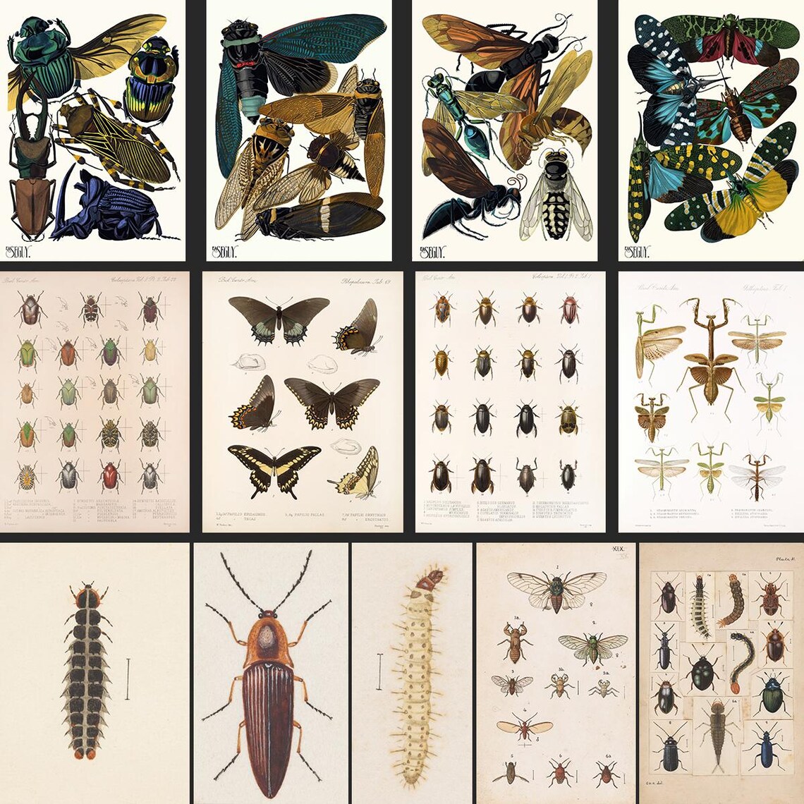 Mega Bundle 1750 Vintage Insect Prints, Entomology Collection ...