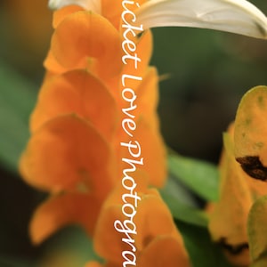 Golden Shrimp Plant Photograph