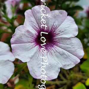 Purple and White Petunia