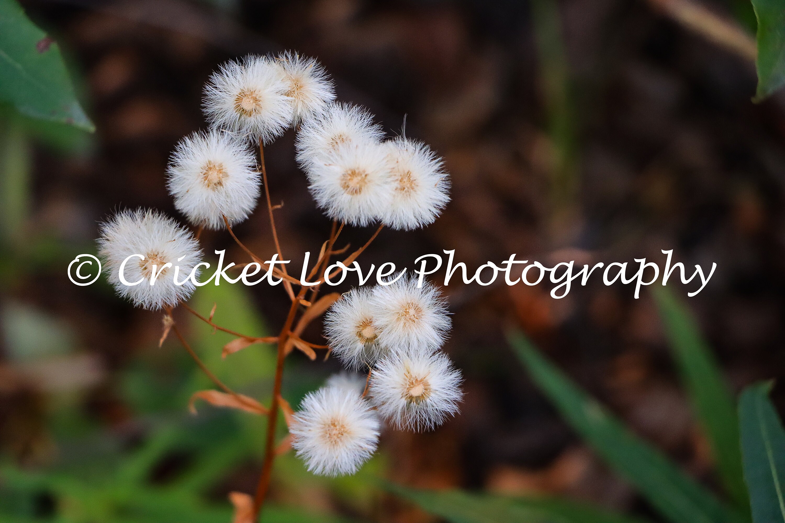 Horseweed Seedlings puffball 'flowers' Etsy