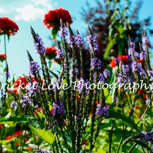 Hoary Vervain, bloemenprints