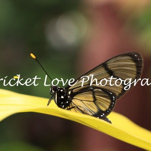 Themisto Amberwing Glasswing Butterfly