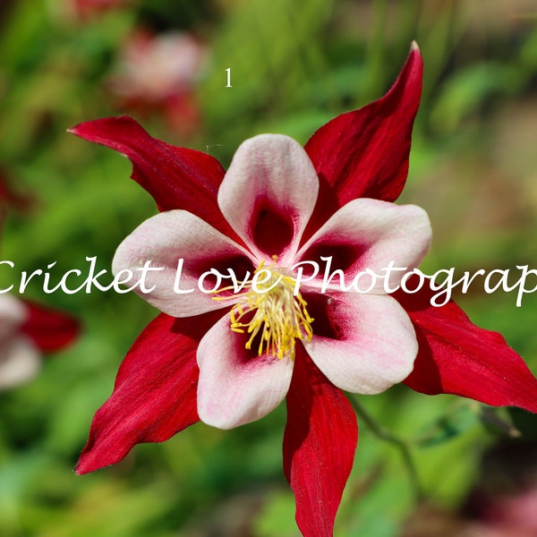 Akelei "Crimson Star" - Rote und weiße Staudenblumen