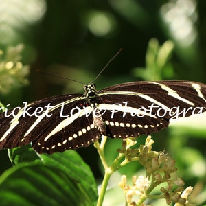 May include: A black and white zebra butterfly with yellow stripes perched on a white flower with green leaves. The butterfly's wings are spread open, showing off its intricate patterns. The background is blurred, creating a soft focus on the butterfly.