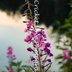 Fireweed (purple flower) wild in Alaska