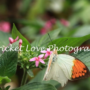 Orange and White Butterfly (Great Orange Tip)