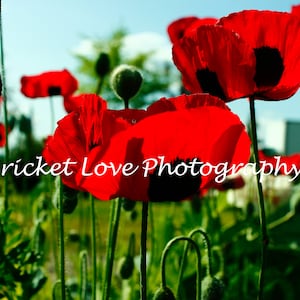 Poppy Paradise, red poppy flowers