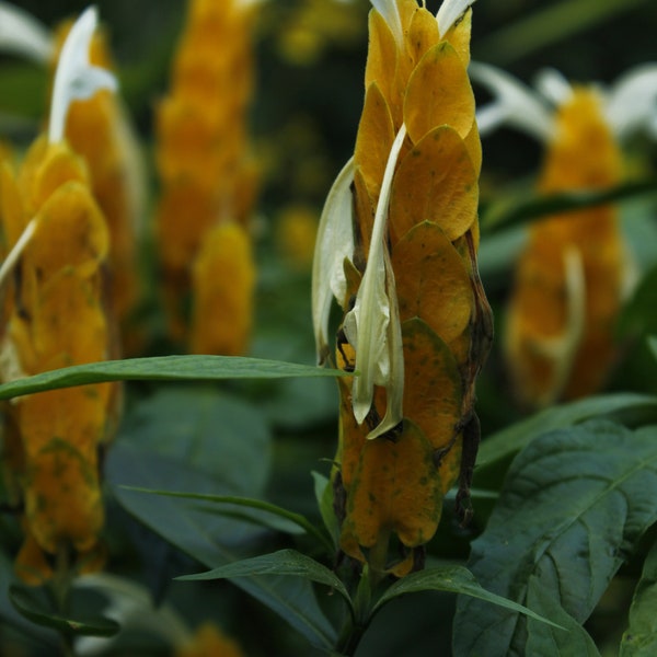 Orange Plant (Golden Shrimp) Photograph