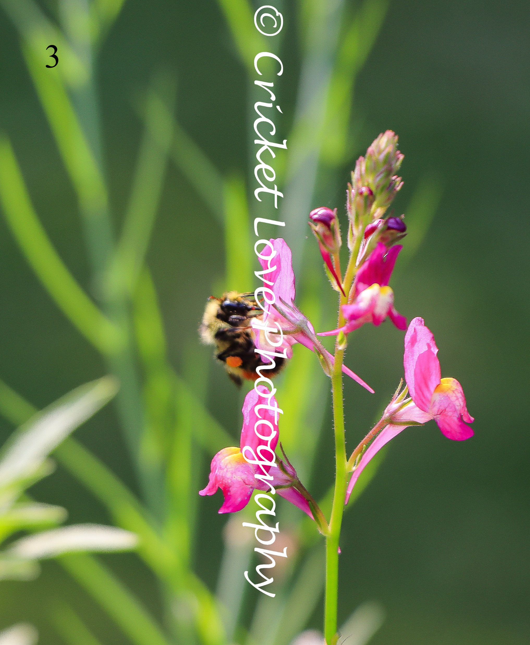 Bumblebee Booty (purple Flowers With Cute Bumblebees) - Etsy