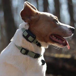 E-Collar Bungee Collar for off-leash freedom