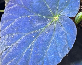 Begonia Pavonina starter plants