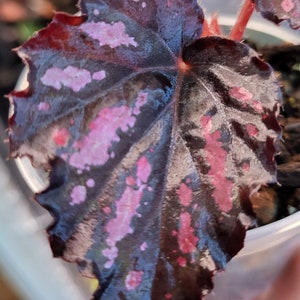 Begonia Rex *Rumba* starter plant