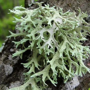 Puede incluir: Primer plano de líquenes verde claro creciendo en un tronco de árbol. El liquen tiene una estructura ramificada con un interior pálido. La corteza es rugosa y texturizada.