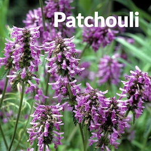 Indian Patchouli 100% Pure Essential Oil | Pure Natural Perfume Oil | Earthy Woody Scent | Unisex Attar | Aromatherapy | Alcohol-Free