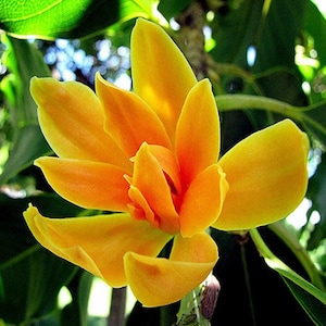 Ruh Magnolia Champaca – 100% Pure & Undiluted | Golden Champa Oil | Exotic Natural Floral Perfume Ingredient for Luxury Perfumery