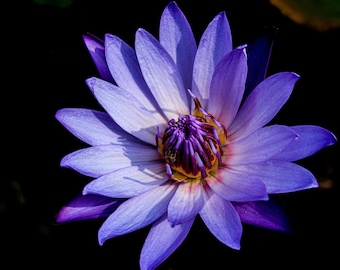 Blue Lotus Attar: 100% Pure Perfume Oil, Spiritual Aromatherapy