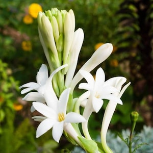 Ruh Rajnigandha: 100% Pure Tuberose Attar - Traditional Indian Perfume