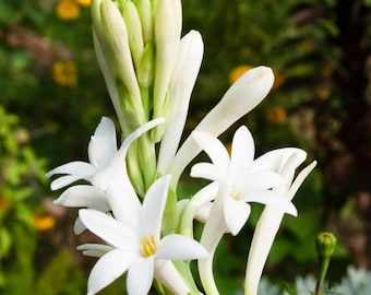 Organic Ruh Rajnigandha: 100% Pure Tuberose Absolute oil