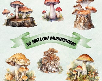 Aquarell Pilze Clipart Wald Natur Fliegenpilz Clip Art Retro Pilze Vorgefertigte Kunst Botanische Bündel Wildtiere PNG Cottagecore Clipart