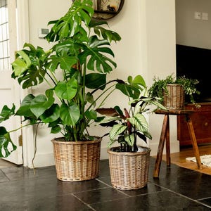 May include: Indoor plants in woven wicker baskets. A large Monstera plant with split leaves is in a large basket. A smaller plant with striped leaves is in a smaller basket. A third plant sits on a wooden plant stand.