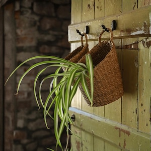 May include: Two woven brown seagrass hanging baskets are suspended from black metal hooks on a weathered green wooden door. A spider plant with long, arching green and white variegated leaves spills out from the front basket, creating a lush display.