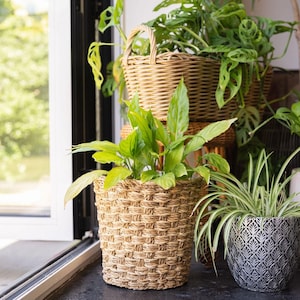 May include: Several potted plants in decorative containers. A woven basket planter with a green leafy plant is in the foreground. Other plants are in a wicker basket and a patterned metal pot. The scene is near a window.