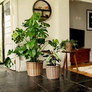 Handcrafted Wicker Plant Pot – Rustic Woven Basket with Plastic Liner