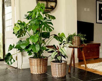Handcrafted Wicker Plant Pot – Rustic Woven Basket with Plastic Liner