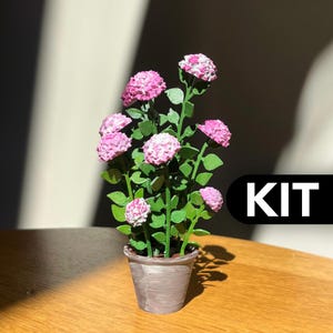 Könnte beinhalten: Eine Miniatur-Topfpflanze mit mehreren Stielen, kleinen, strukturierten rosa-weißen Blütenclustern und grünen Blättern in einem einfachen, hellbraunen, konischen Topf. Das Wort KIT steht in weißer Schrift auf einem schwarzen Rechteck.