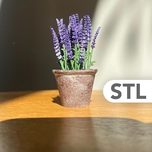 Könnte beinhalten: Eine Miniatur-Lavendelpflanze im Topf mit leuchtend violetten Blütenähren und grünen Stielen, untergebracht in einem kleinen, strukturierten, verwitterten braunen Topf. Der Text STL ist in der unteren rechten Ecke des Bildes zu sehen.