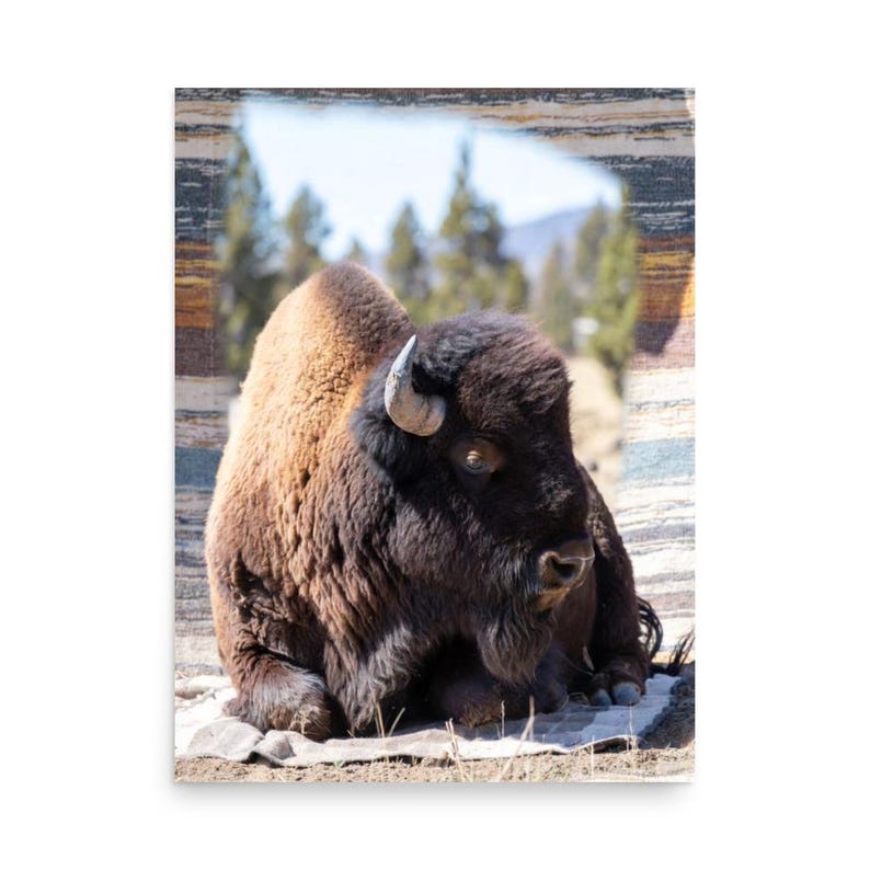 American Bison Wall Art Print – Wildlife Photography, Rustic Lodge ...