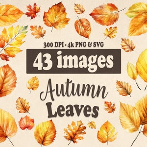 Autumn Leaves Clipart SVG, Acquerello Fall Leaves PNG, Acquerello Autunno Clip art, clipart foglie autunnali, Autunno SVG, Uso commerciale