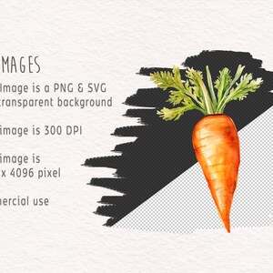 May include: Watercolor illustration of a single orange carrot with green leafy tops. The carrot is isolated on a transparent background.