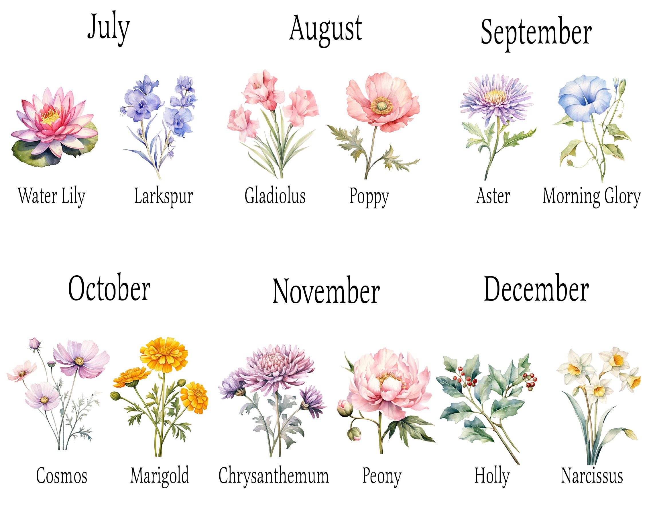 Birth Month Flowers Clipart, Birthflower Clipart Png, Birthflower Png