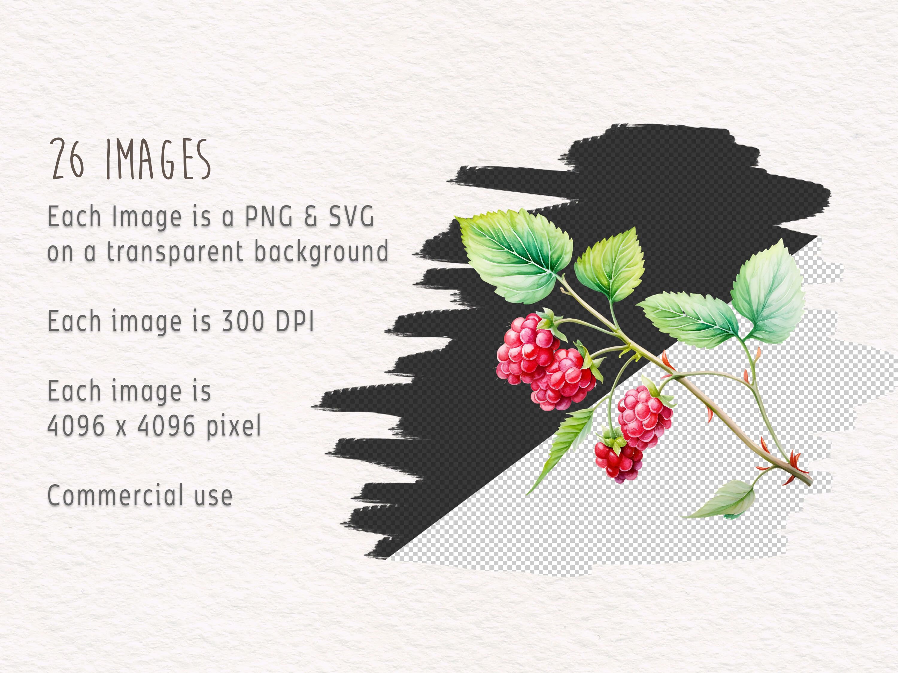 Watercolor Raspberry Clipart Bundle, Cute Food Graphics in PNG and SVG ...