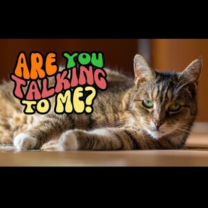 Are You Talking to Me? Cat, Feline | Women's Slim Fit Tee