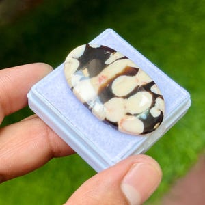 May include: An oval-shaped cabochon gemstone featuring a polished surface with a distinct pattern of creamy white and dark brown patches. The stone is set on a light blue square display base, showcasing a smooth, glossy finish and rounded edges.