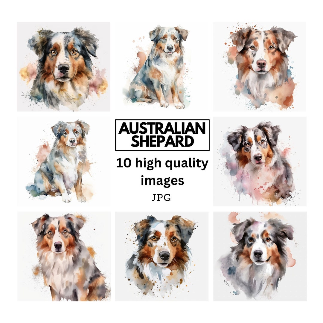 Australian Shepherd Clipart White Background 10 High - Etsy