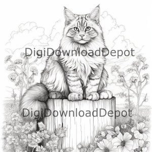 Kolorowanka kot, kot Maine Coon, kot Tabby, kolorowanka dla dorosłych, kolorowanka zwierzę
