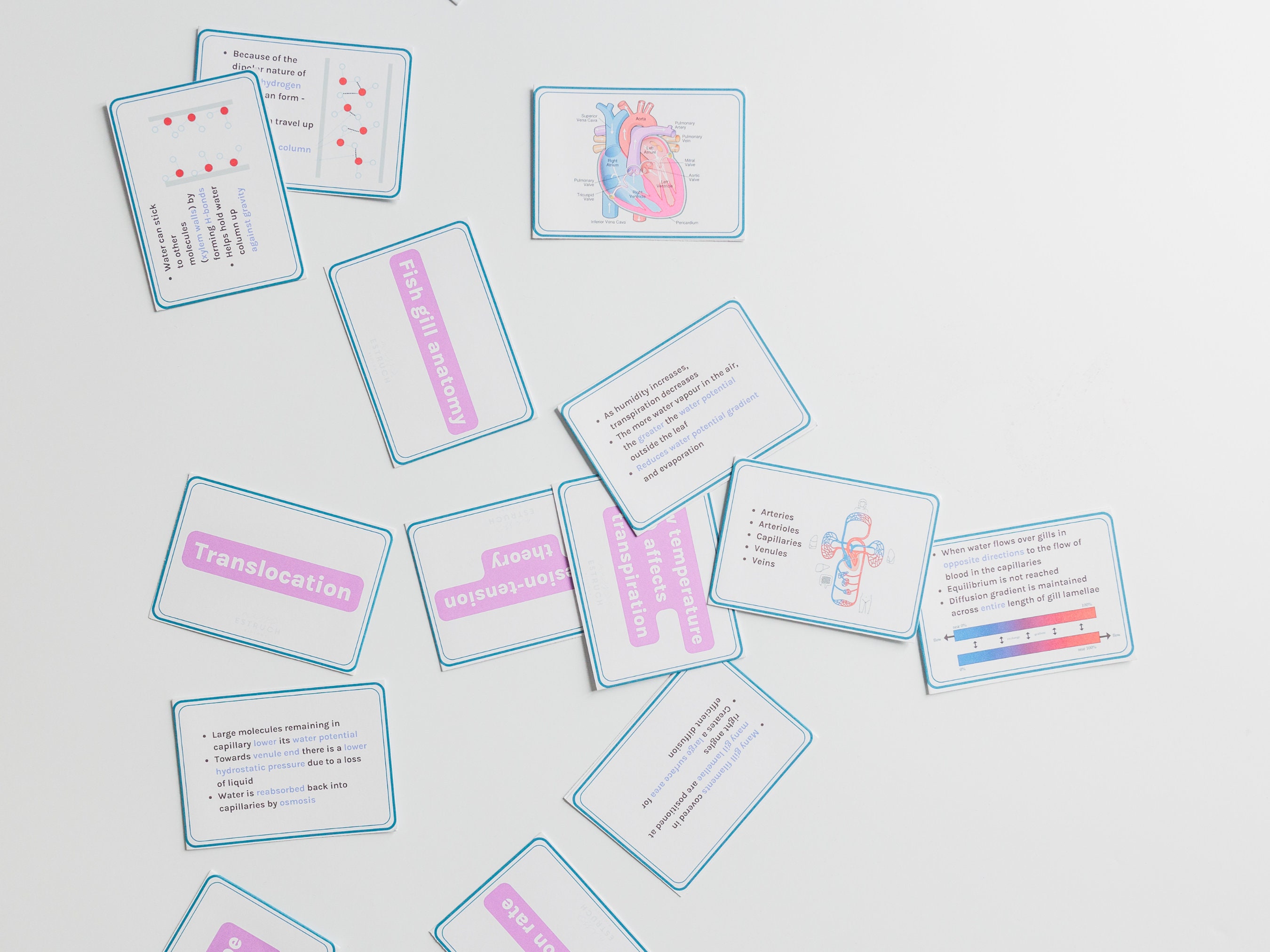 Alevel Biology Flashcards AQA Etsy