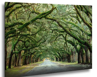 Savannah Live Oak Photography Print: Wormsloe Plantation, Spanish Moss, Read About It