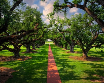 May include: A long, red brick pathway lined with large, green oak trees. The trees create a canopy overhead, casting dappled shadows on the path.