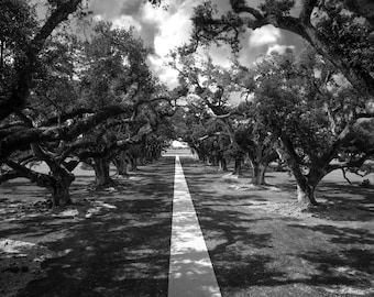 Oak Alley Plantation Photograph: Louisiana Southern Tree Art
