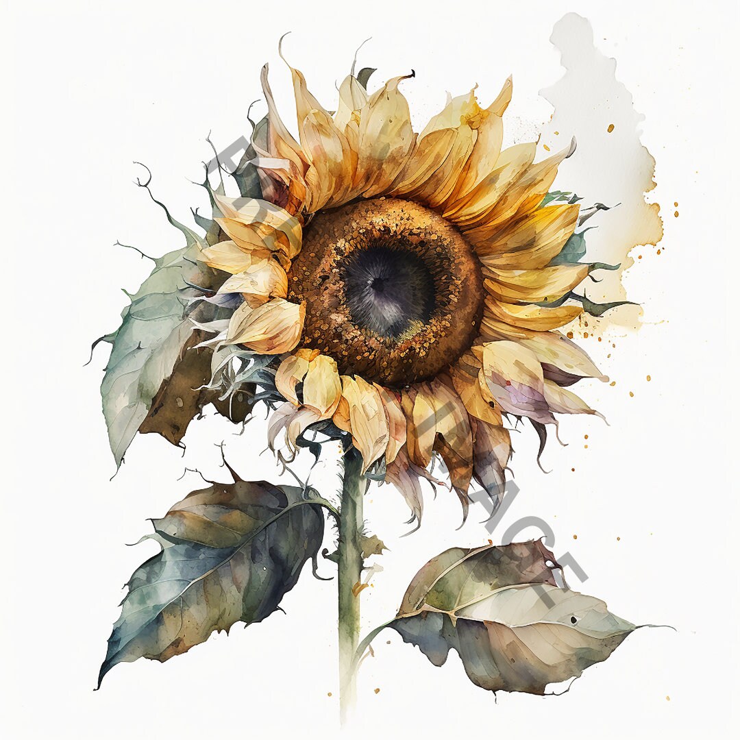 Watercolor Floral Sunflower Clipart, Spring Floral, PNG, Commercial Use